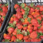 96957270358f36773bee252045b64e61e4c95547