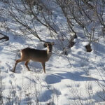 38c68b03a59b8a92bfae45434ff14f3d