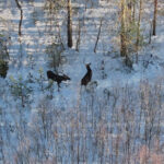 41ffdac00abb67c4c8b57e5ee52f0ecc