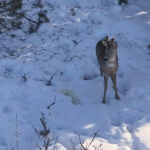 a6cea71e6221630f883cb5c8f8087f62