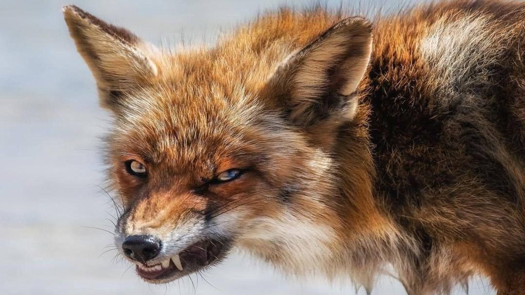 skazhena-lysytsia-1024x576