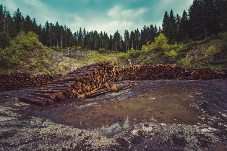 forestry-960806_1280